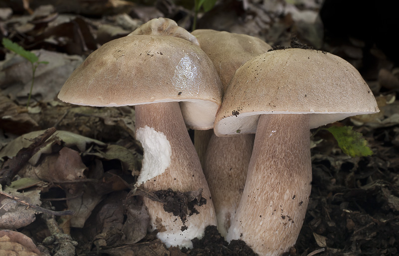 Boletus reticulatus